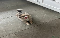 Pomeranian dogs for sale: 2 x pomeranians - Image 5