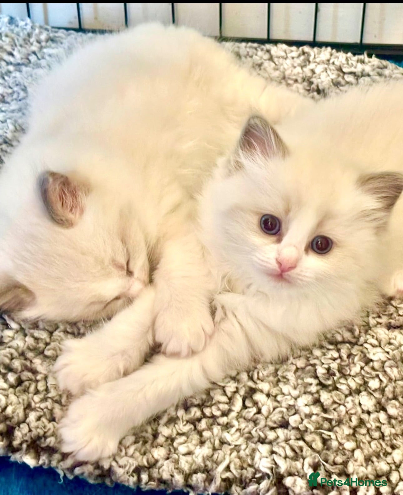 Ragdoll cats PUREBRED RAGDOLLS **INC INSURANCE & STARTER PACK** - Advert 1