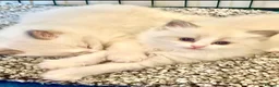 Ragdoll cats for sale: PUREBRED RAGDOLLS **INC INSURANCE & STARTER PACK** - Advert 1