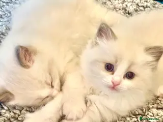 Ragdoll cats PUREBRED RAGDOLLS **INC INSURANCE & STARTER PACK** - Advert 1