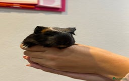 Guinea Pig rodents for sale: Baby guinea pigs for sale - Image 7