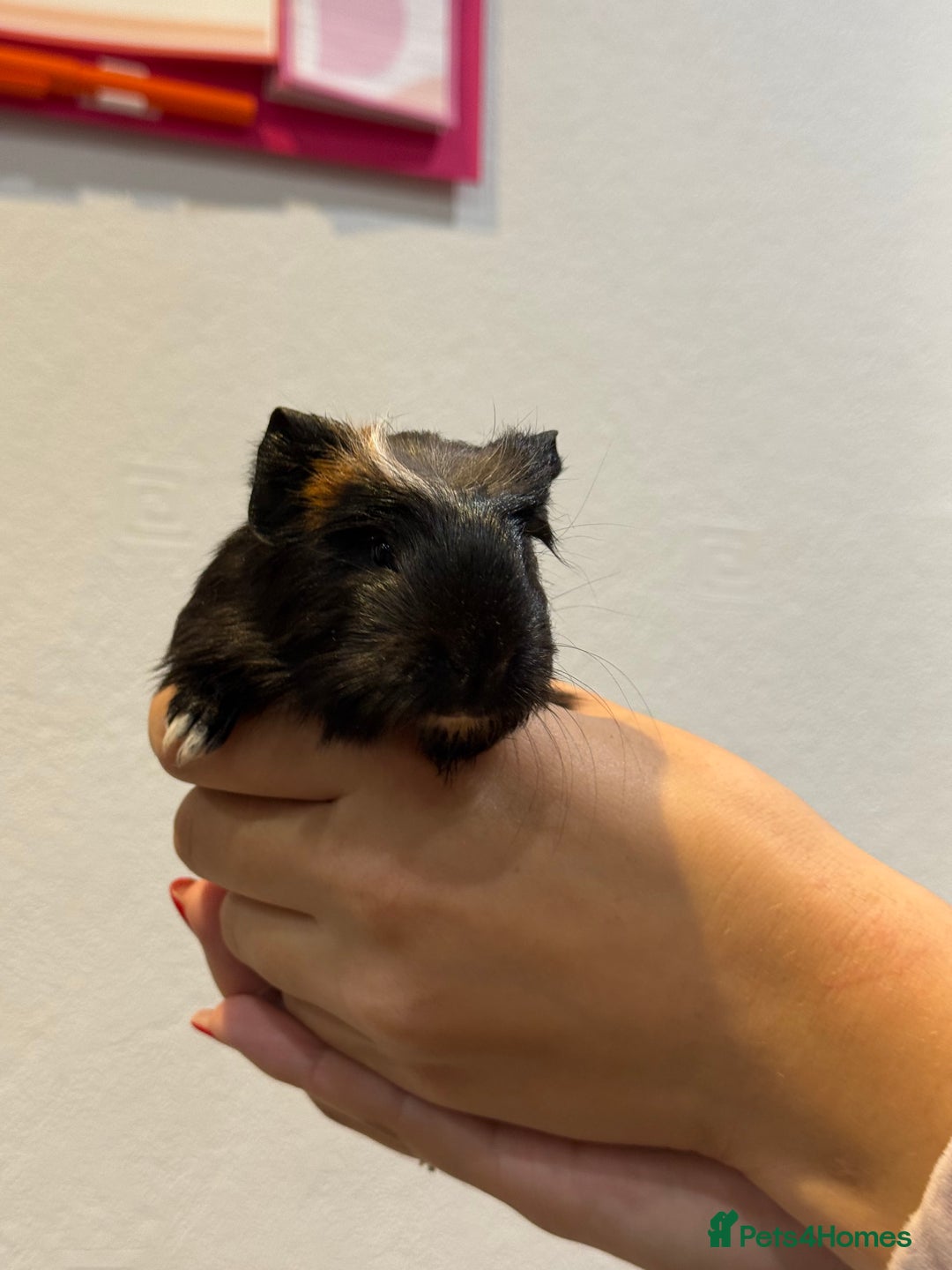 Guinea Pig rodents for sale: Baby guinea pigs for sale - Image 7