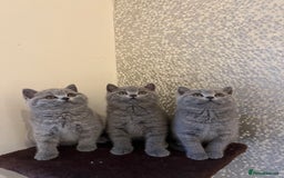 British Shorthair cats for sale: Chunky British Shorthair Kittens  - Image 1