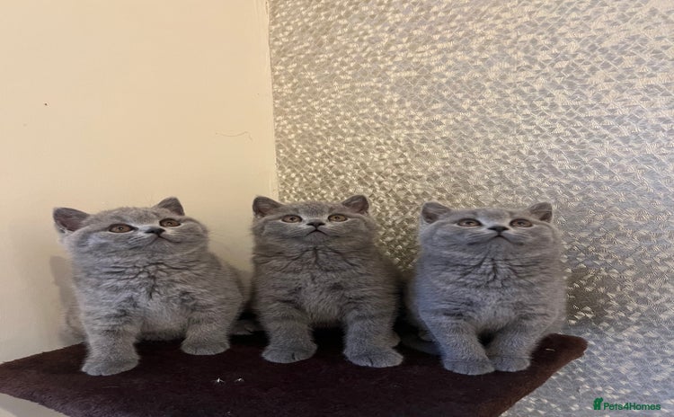 British Shorthair cats - Advert 1
