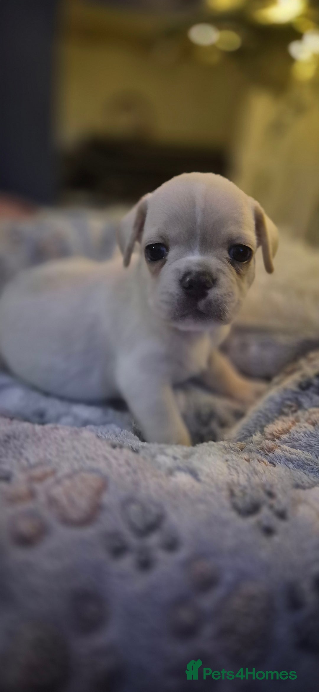 Mixed Breed dogs for sale: Labrador/french bulldog pups - Advert 7