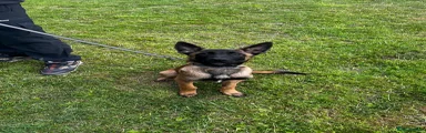 Belgian Shepherd Dog Puppy 4