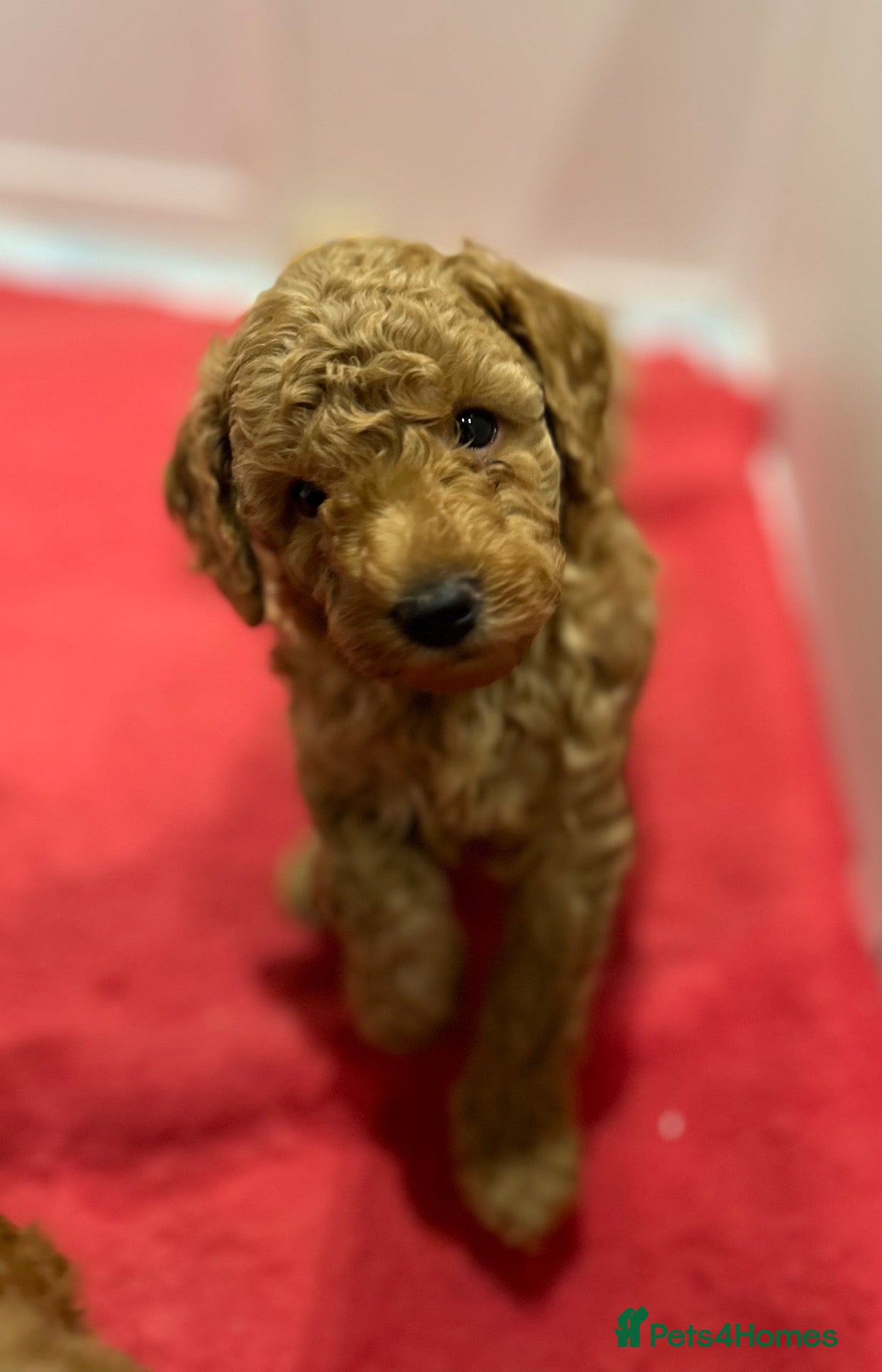Miniature Poodle dogs Beautiful Miniature Poodles - Advert 14