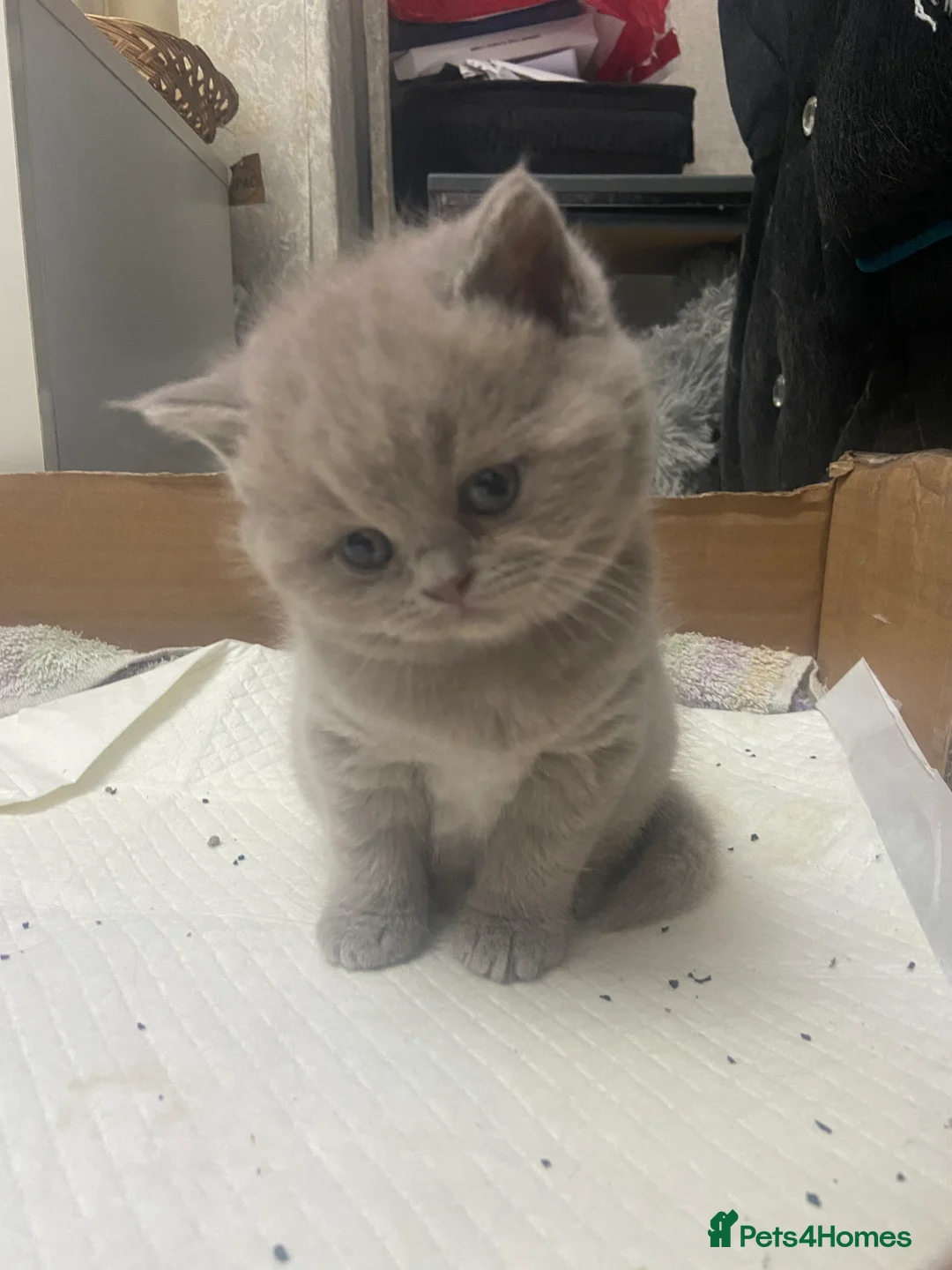 British Shorthair cats for sale: British shorthair  - Advert 2