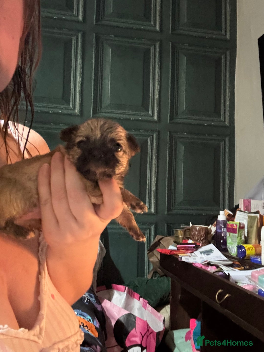 Chihuahua dogs for sale: Mixed litter of chihuahuas forsake  - Image 13