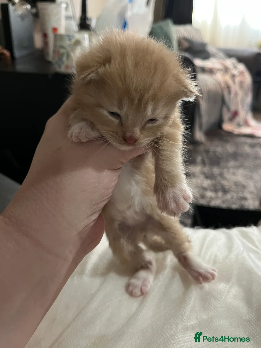 Mixed Breed cats for sale: Munchkin x kittens for adoption  - Advert 4