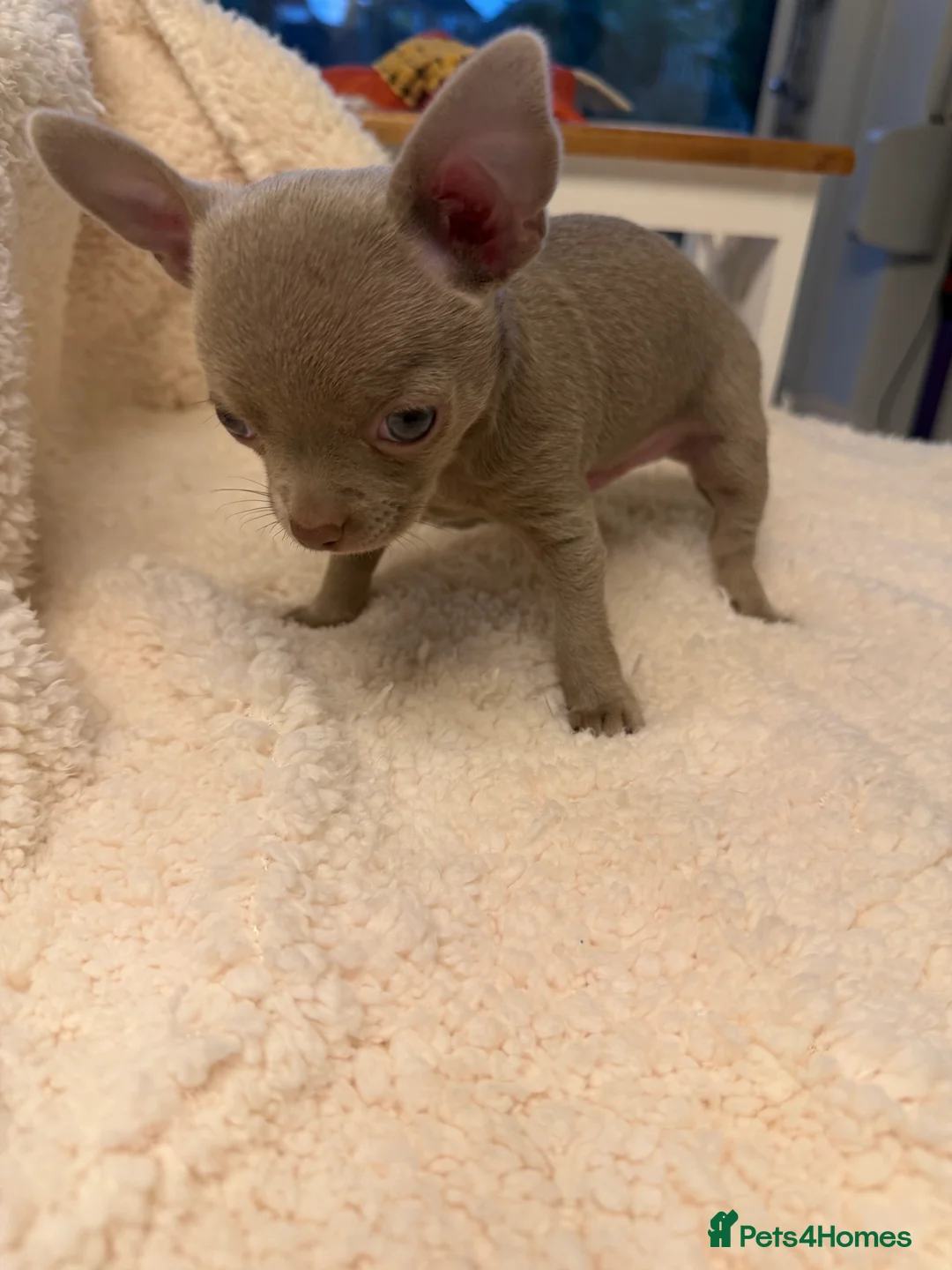 Chihuahua dogs for sale: Chihuahua puppies in Ilkeston - Advert 2