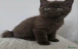 British Shorthair cats for sale: GCCF British Shorthair Kittens Champion Bloodline  - Image 11