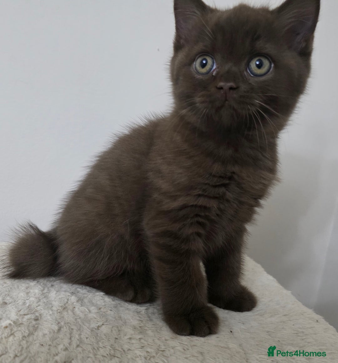 British Shorthair cats for sale: GCCF British Shorthair Kittens Champion Bloodline  - Image 11