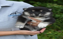 Chow Chow dogs for sale: Genuine Teddy Bear Chowski Puppies - Image 5