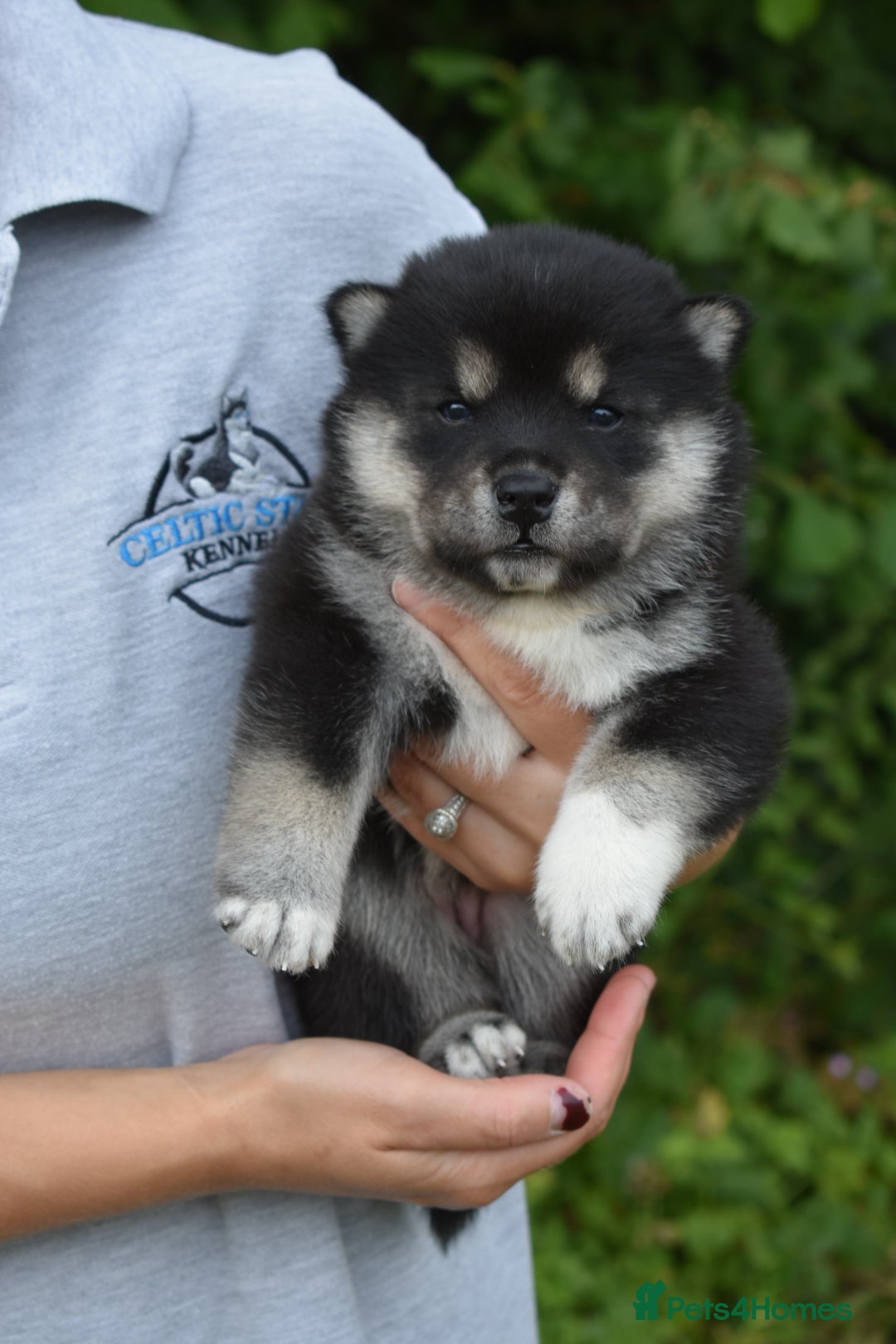 Chow Chow dogs for sale: Genuine Teddy Bear Chowski Puppies - Image 5
