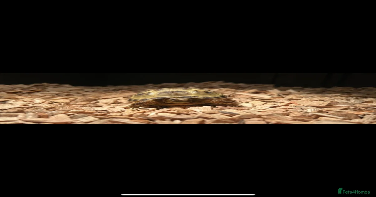 Tortoise Reptiles for sale in Leicester, Leicester | Pets4Homes