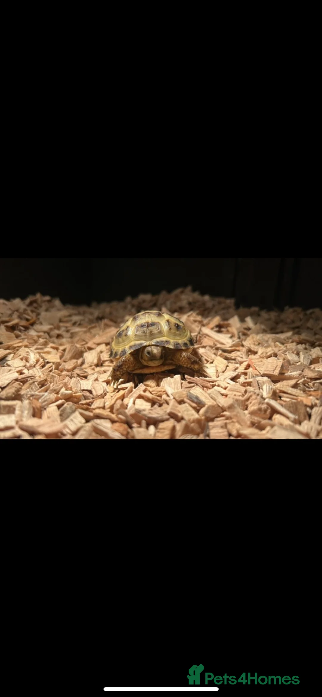 Tortoise reptiles for sale: baby horse field tortoise 🐢 ❤️  - Advert 1