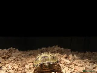 Tortoise reptiles baby horse field tortoise 🐢 ❤️ - Advert 1