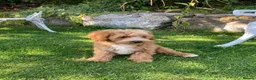Cavapoochon dogs for sale: Gorgeous F1b Cavapoochon puppies - Advert 9
