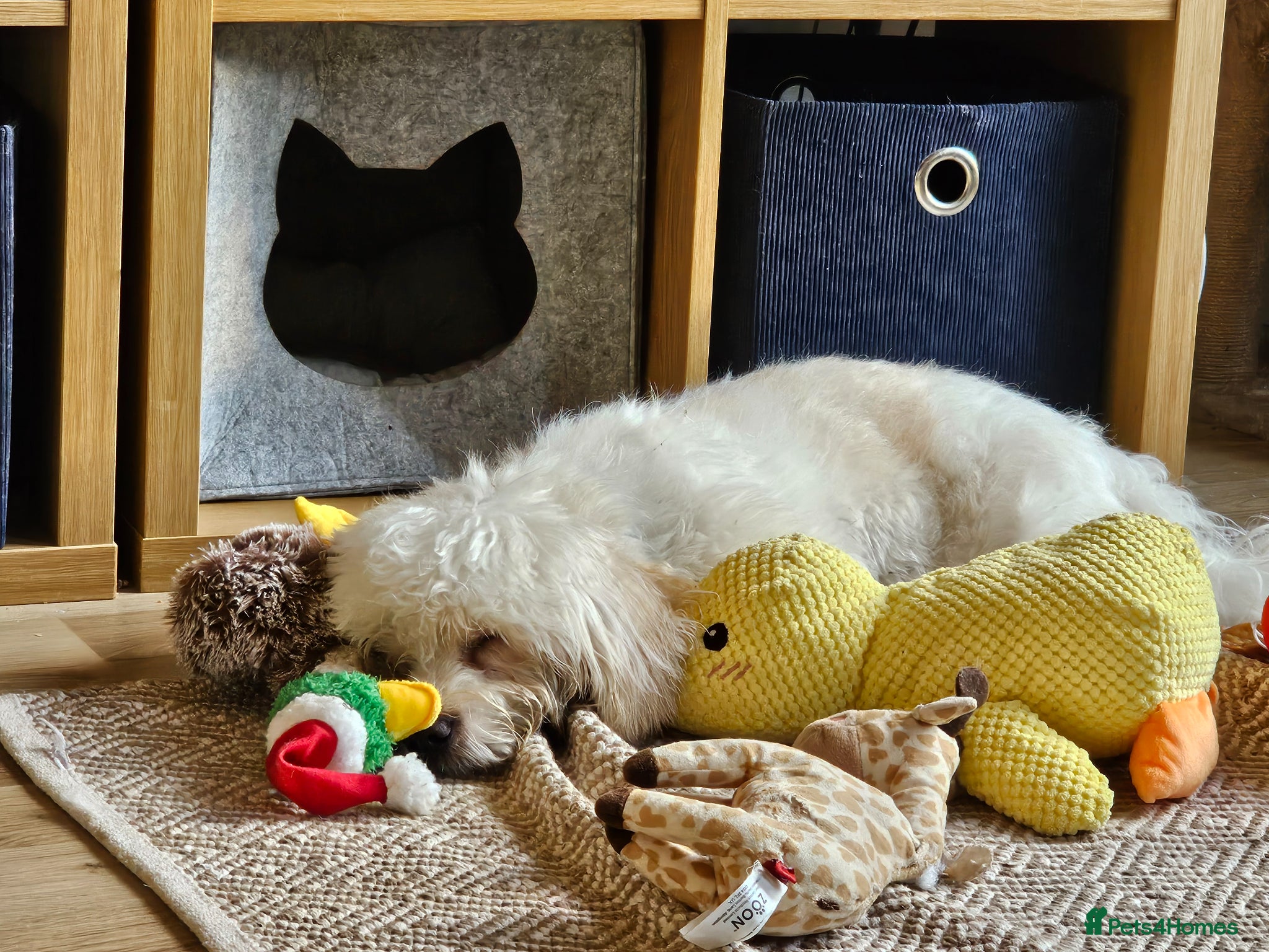 Shihpoo dogs for sale: 11‑Month‑Old Shihpoo Looking for His Perfect Home - Advert 3