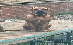 Dogue De Bordeaux dogs for stud: KC Registered Dogue de Bordeaux Available for Stud - Image 5