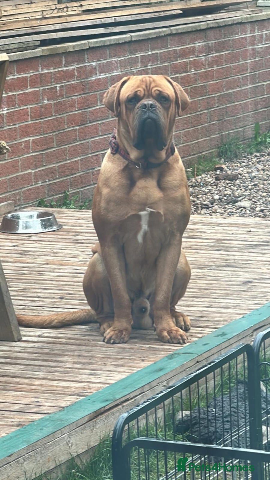Dogue De Bordeaux dogs for stud: KC Registered Dogue de Bordeaux Available for Stud - Image 5