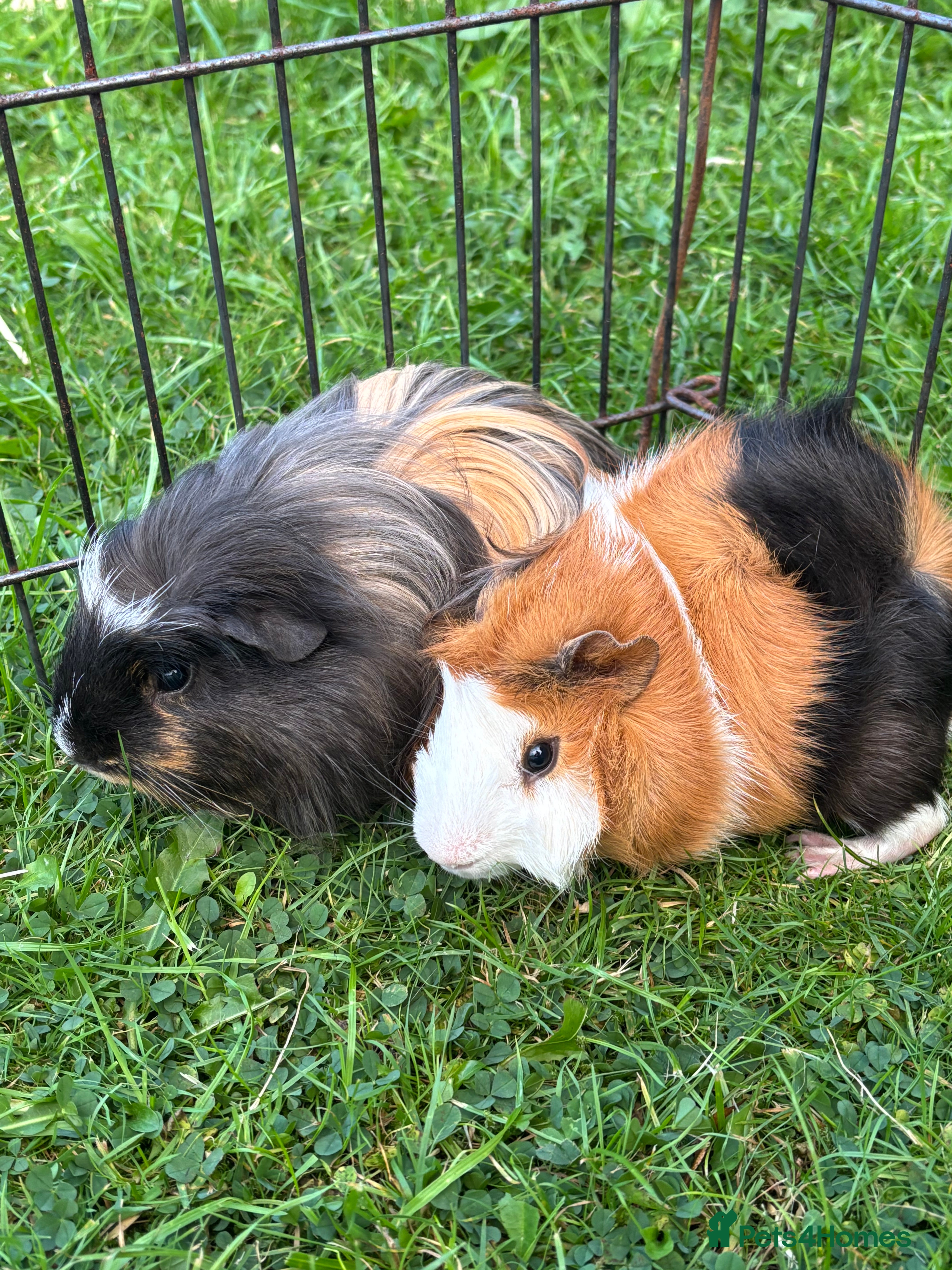 Guinea Pig rodents 2 male guinea pigs  - Advert 10