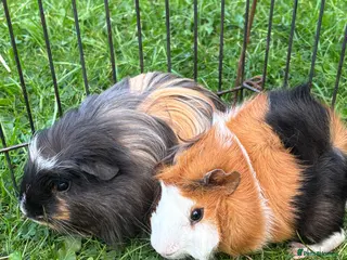 Guinea Pig rodents 2 male guinea pigs - Advert 10