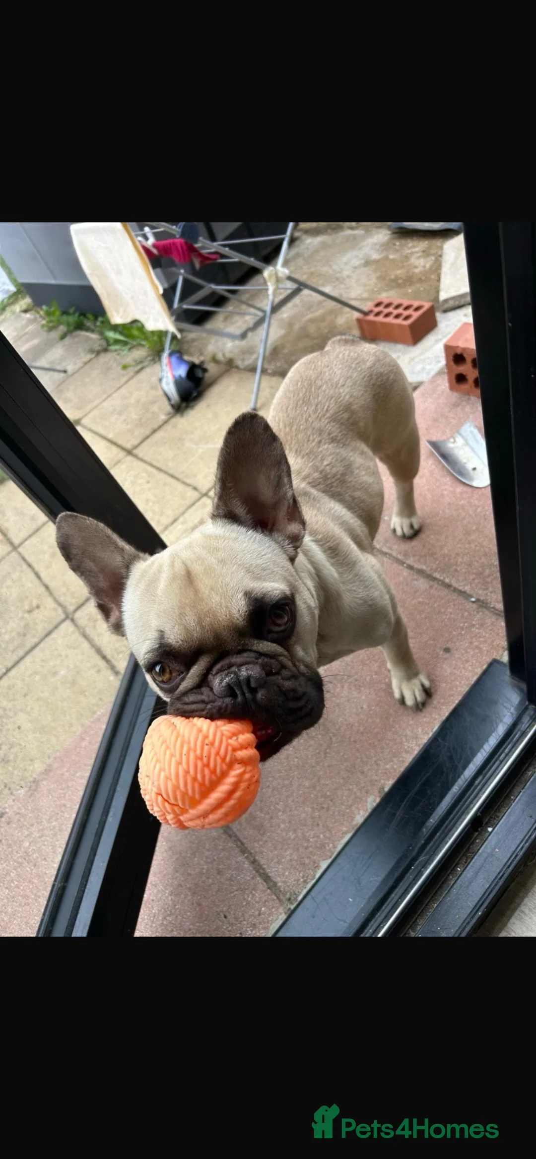 French Bulldog dogs for sale: 🐾3yr Old Frenchie looking for his forever home🐾 - Advert 2