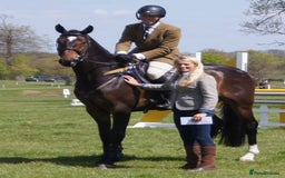 Irish Sports horses for sale: Teens horse / mother / daughter share - Image 27