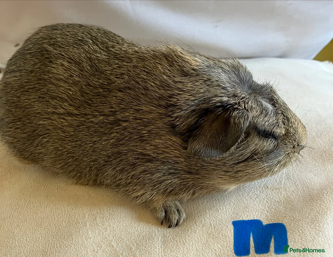 Guinea Pig rodents for sale: Well handled skinny pigs and one teddy boy.  - Advert 2