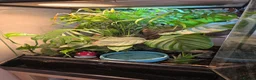 Frog reptiles for sale: Complete Amazon Milk Tree Frog Setup with 2x frogs in Cannock - Advert 1