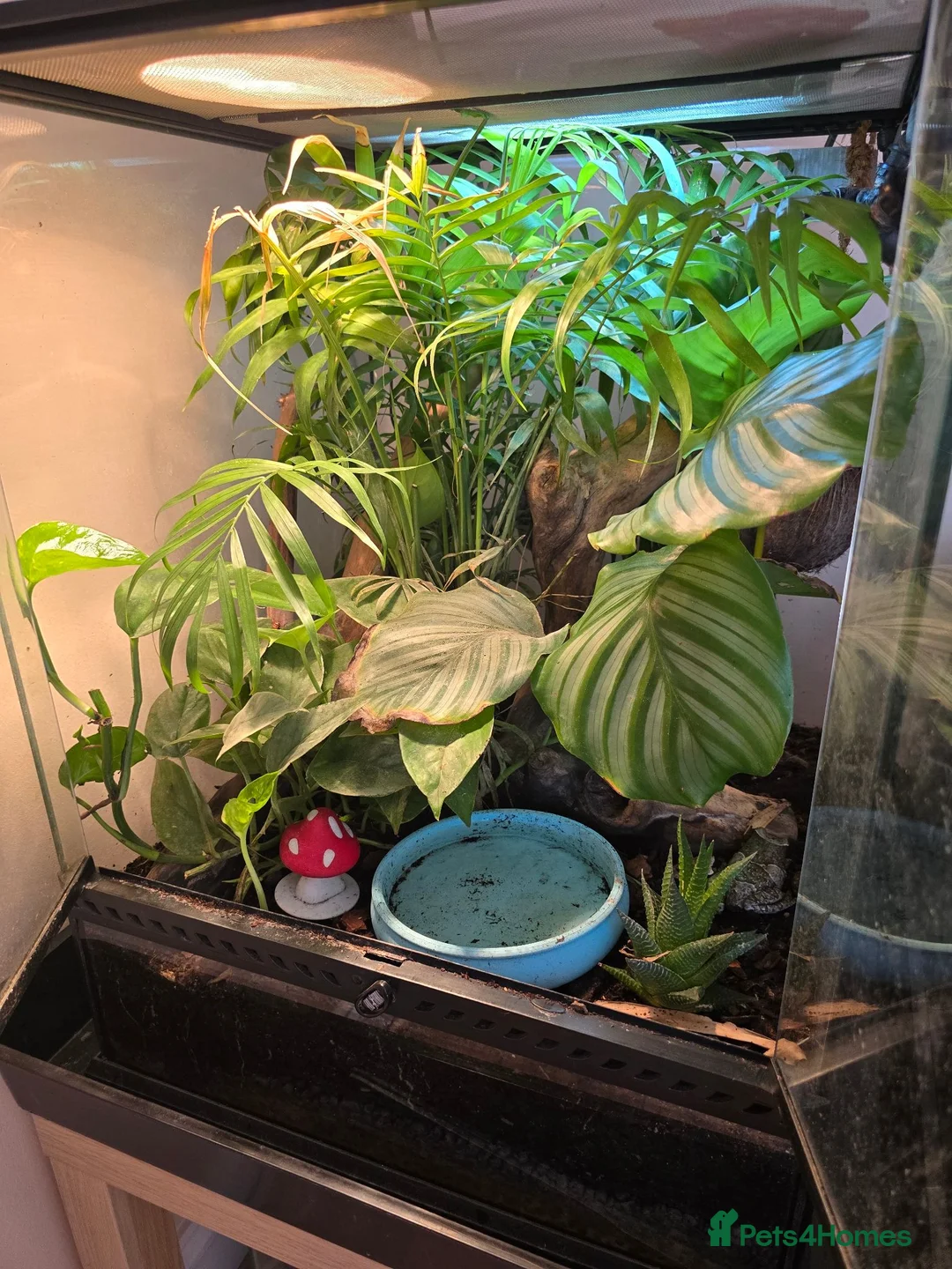 Frog reptiles for sale: Complete Amazon Milk Tree Frog Setup with 2x frogs in Cannock - Advert 1