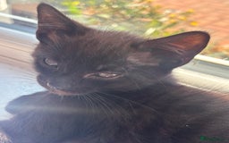 Mixed Breed cats for sale: Beautiful 4 month ghost tabby for sale  - Image 2