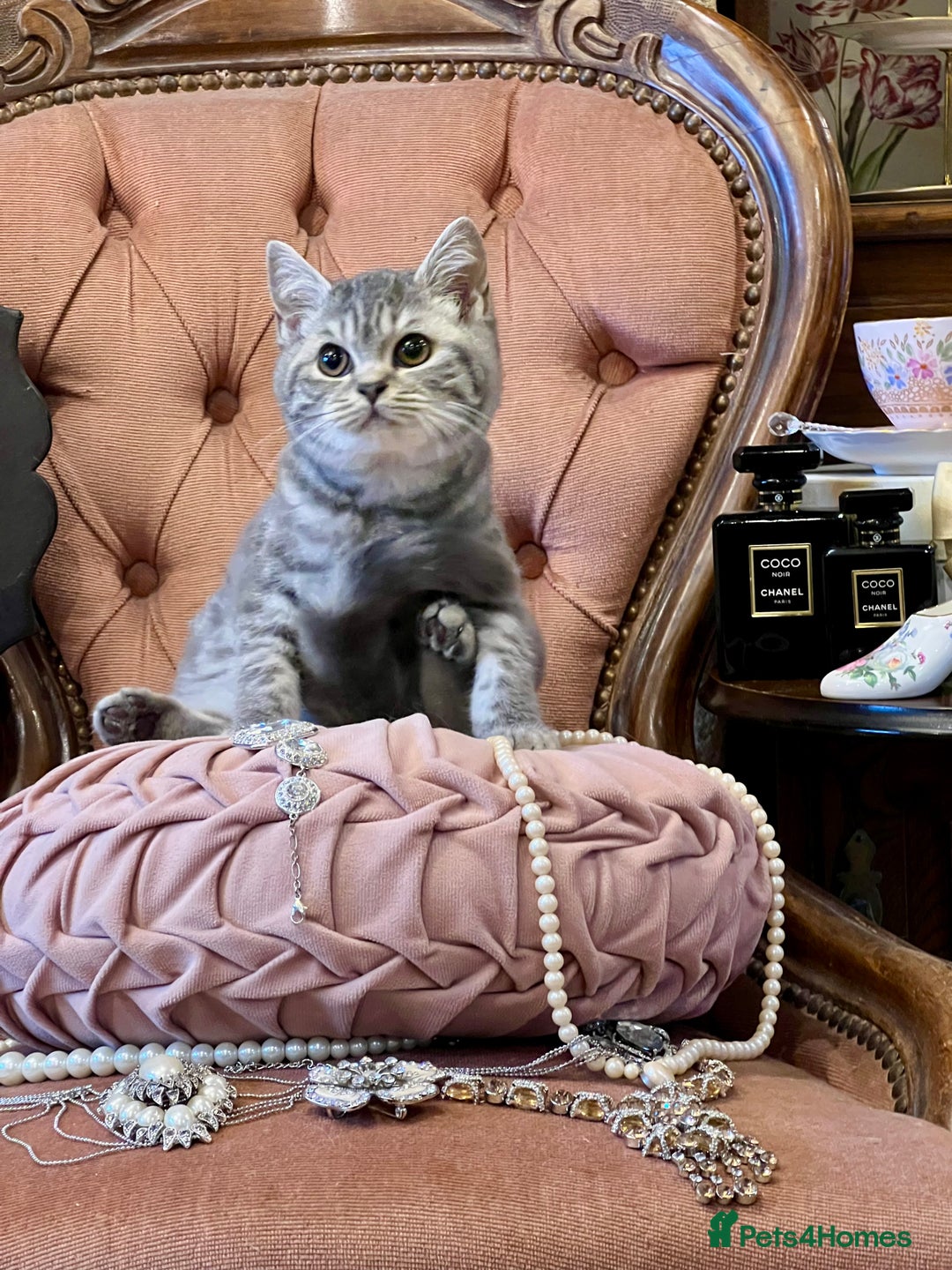 British Shorthair cats for sale: PUREBRED BSH KITTENS - Advert 6