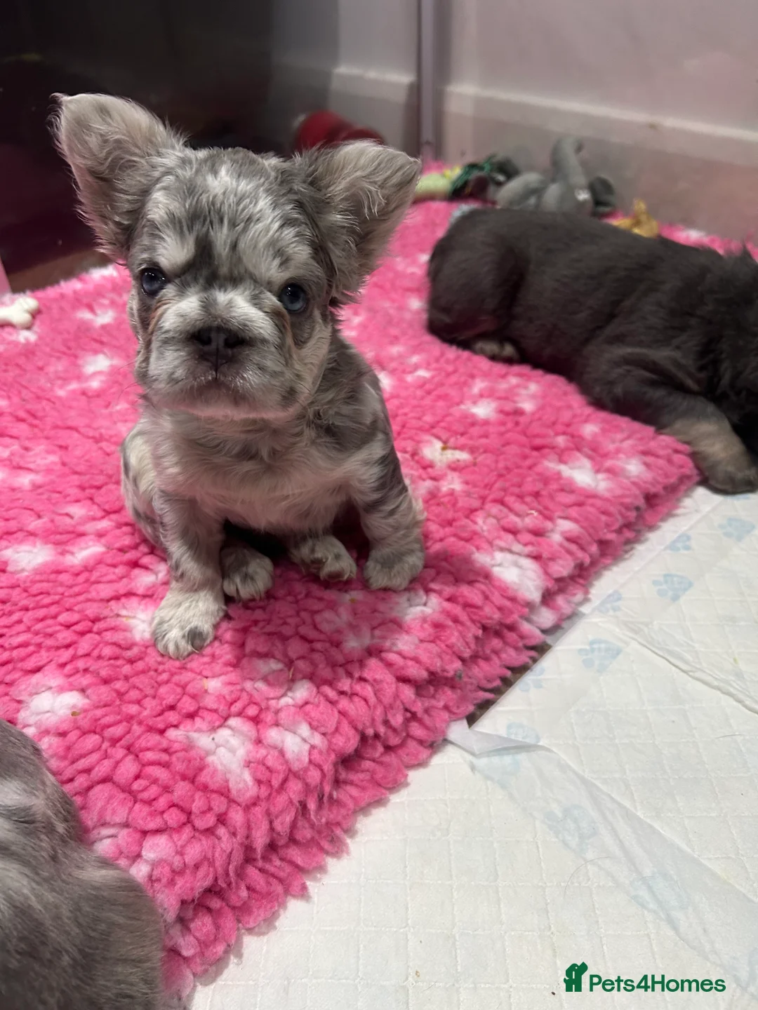 French Bulldog dogs for sale: Fluffy French bulldogs  ** s carrying pink - Advert 14