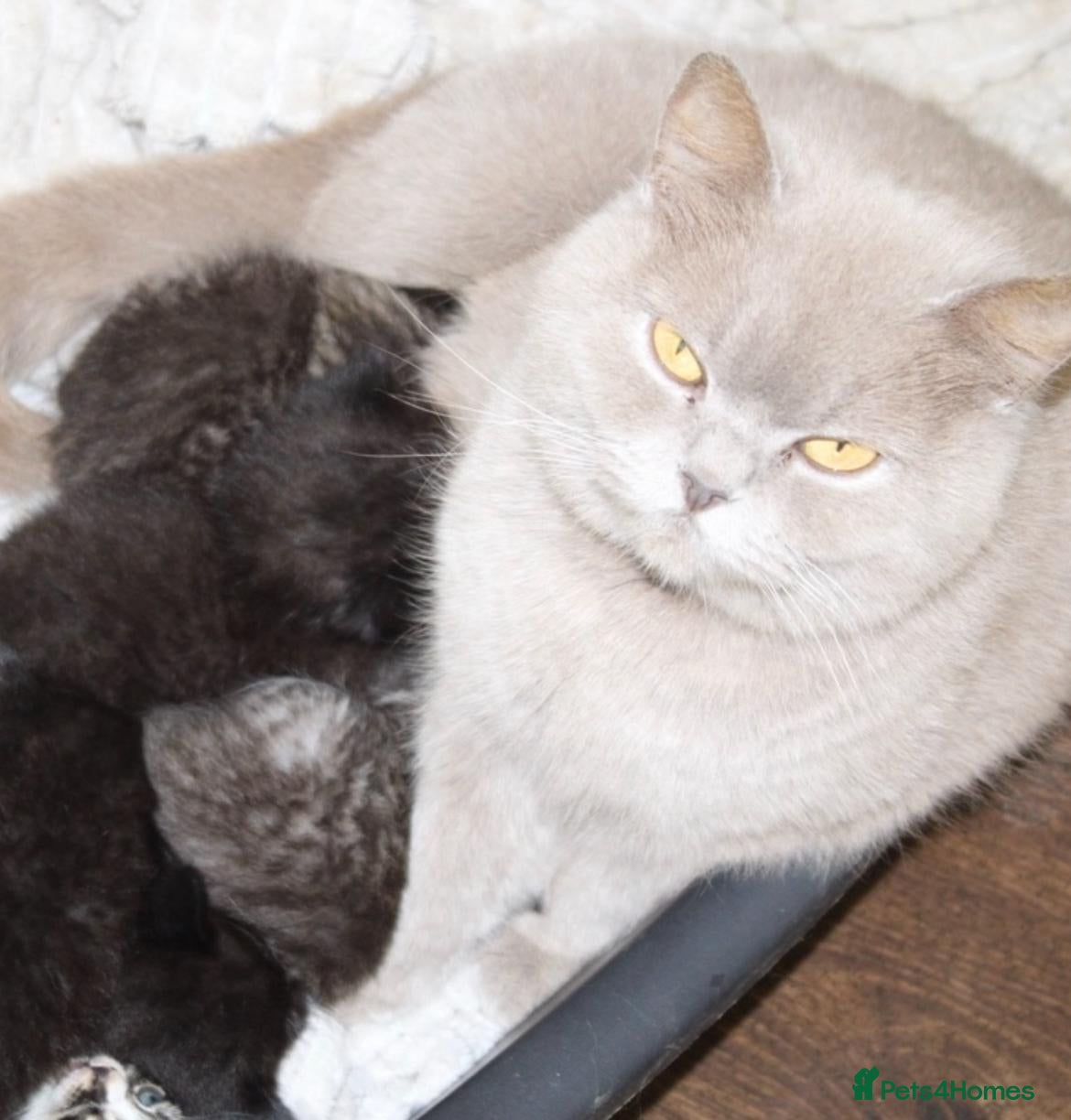 British Shorthair cats Beautiful British short hair kittens - Advert 12