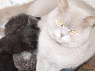 British Shorthair cats Beautiful British short hair kittens - Advert 1