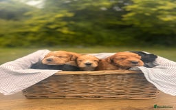 Cocker Spaniel dogs for sale: Working Cocker Spaniel Puppies  - Image 10