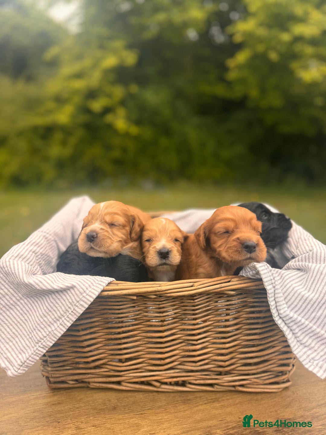 Cocker Spaniel dogs for sale: Working Cocker Spaniel Puppies  - Image 10