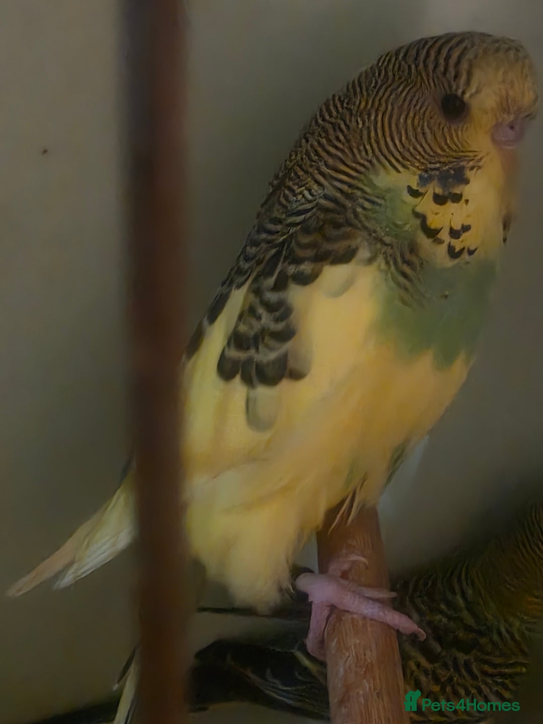 Budgerigars birds for sale: Proven Pair of latino budgies ( all yellow )  - Advert 3