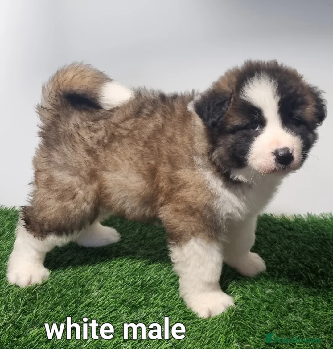 Akita dogs for sale: Akita pups - Advert 14