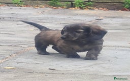 Miniature Dachshund dogs for sale: Miniature Longhaired Dachshund Puppies  - Image 29