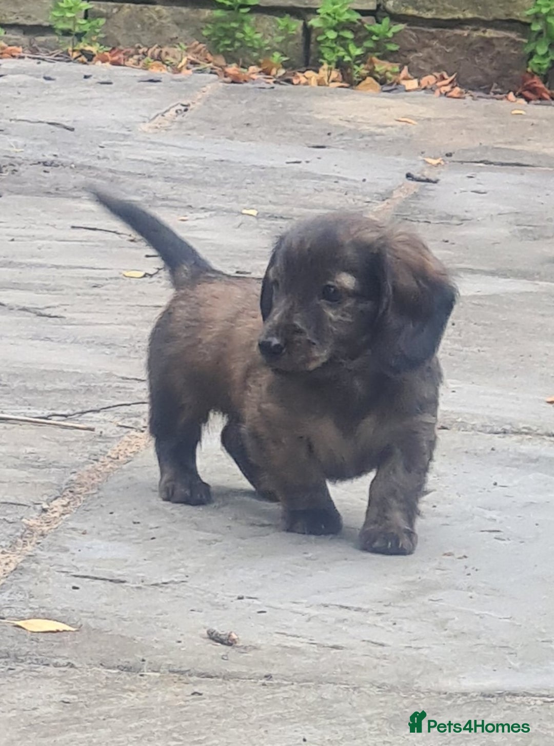 Miniature Dachshund dogs for sale: Miniature Longhaired Dachshund Puppies  - Image 29