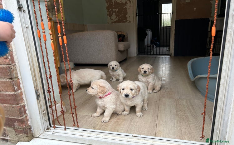 Golden Retriever dogs - Advert 2