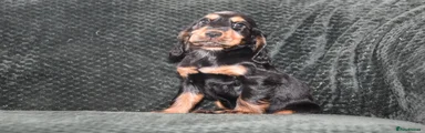 Cocker Spaniel 7