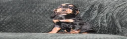 Cocker Spaniel dogs for sale:  Ready Now Kc Reg Show Type Cocker Spaniel - Advert 10