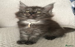 Maine Coon cats for sale: MaineCoon Kittens Black Smoke 1 Boy & 2 Girls - Image 36