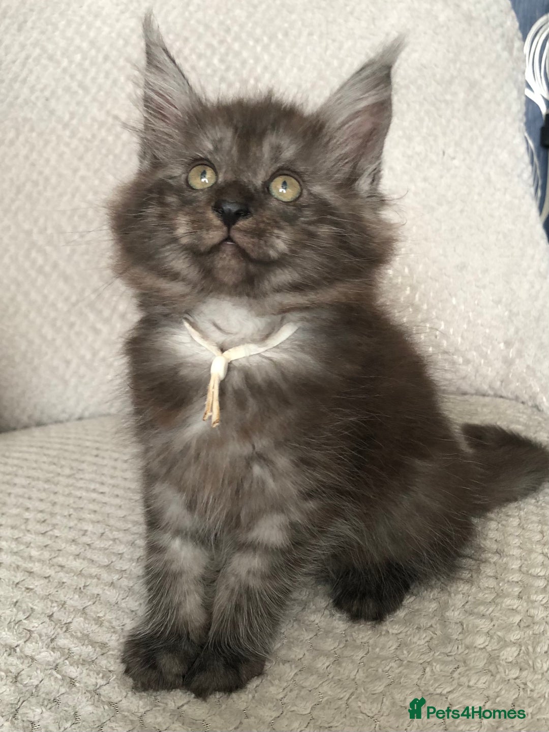 Maine Coon cats for sale: MaineCoon Kittens Black Smoke 1 Boy & 2 Girls - Image 36