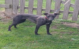 Whippet dogs for sale: Whippet bitch 8 months old  - Image 2